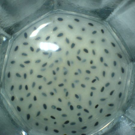 Nasiona bazylii